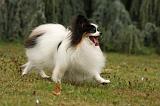 EPAGNEUL PAPILLON 067